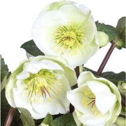 Helleborus hybridus 'Moondance' (Rodney Davey Marbled Group)