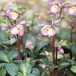 Helleborus hybridus 'Penny's Pink' ®