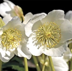 Helleborus niger