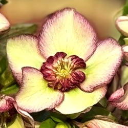 Helleborus orientalis 'Emerald Edge Delight'