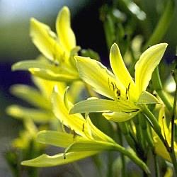 Hemerocallis citrina