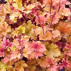 Heuchera 'Marmalade' ® 