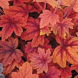 Heucherella 'Sweet Tea' ®