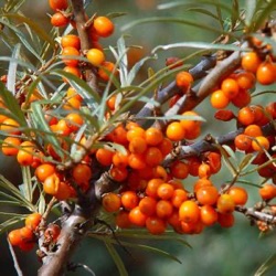 Hippophae rhamnoides 'Leikora'