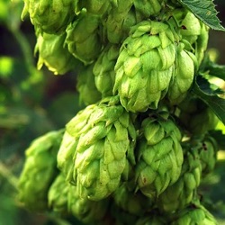 Humulus lupulus 'Pure'