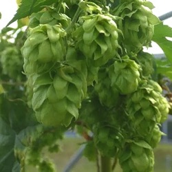 Humulus lupulus 'Spalter Select'