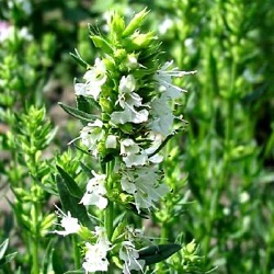 Hyssopus officinalis f. albus