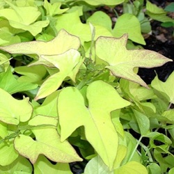 Ipomoea batatas 'Marguerite'