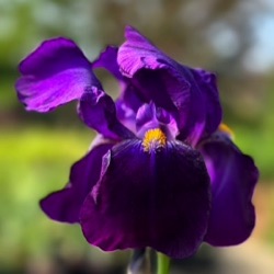 Iris 'Black Dragon' (G)