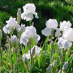 Iris 'Immortality' (G)