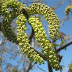 Juglans regia 'Buccaneer' (spil)