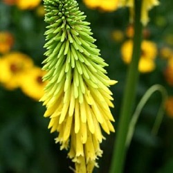 Kniphofia 'Bees' Lemon'