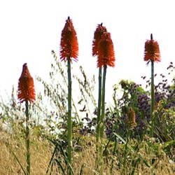 Kniphofia uvaria 'Nobilis'