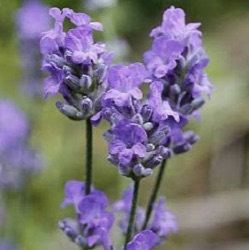 Lavandula angustifolia blue cushion = 'Schola'