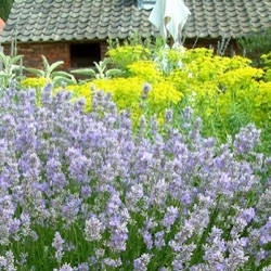 Lavandula angustifolia 'Cedar Blue'