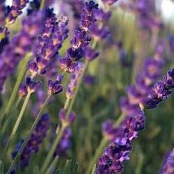 Lavandula angustifolia 'Hidcote Blue' (1 liter)