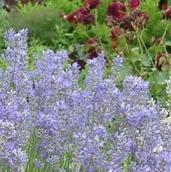 Lavandula angustifolia 'Middachten'