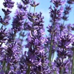 Lavandula angustifolia 'Pacific Blue'