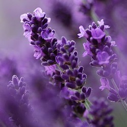 Lavandula angustifolia 'Royal Blue' ® (1 liter)