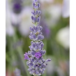 Lavandula x chaytorae 'Sawyers' (1 liter)