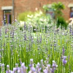 Lavandula x intermedia 'Dutch' ('Vera')