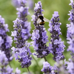 Lavandula x intermedia Sensational! = 'Tesseract' ®