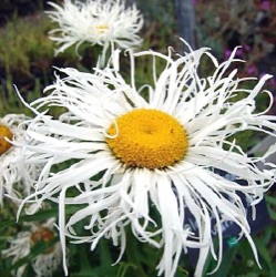 Leucanthemum 'Old Court Variety'