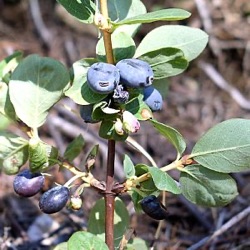 Lonicera caerulea 'Duet'