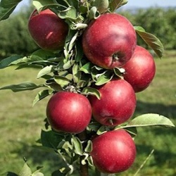 Malus sylvestris var. domestica 'Redcats' (zuilvorm)