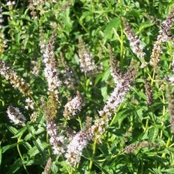 Mentha 'Verveine'