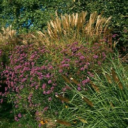 Miscanthus sinensis 'Hermann Mussel'