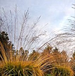 Molinia caerulea subsp. arundinacea 'Skyracer'