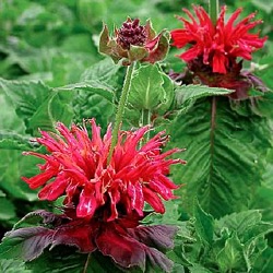 Monarda 'Fireball' ®