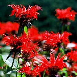 Monarda 'Jacob Cline'