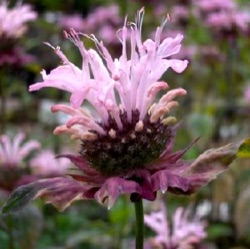 Monarda 'Oudolf's Charm'