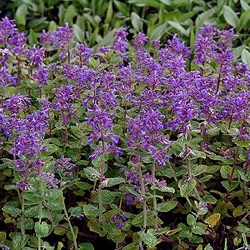 Nepeta racemosa 'Grog'