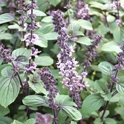 Ocimum 'Magic Blue'