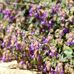 Origanum 'Amethyst Falls'