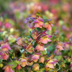 Origanum 'Kent Beauty'