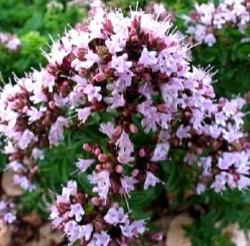 Origanum vulgare 'Compactum'