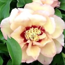 Paeonia Itoh-hybride 'Callie's Memory'