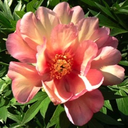 Paeonia Itoh-hybride 'Julia Rose'