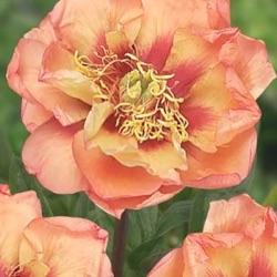 Paeonia Itoh-hybride 'Orange Victory'