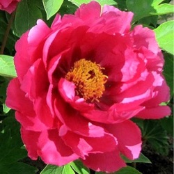 Paeonia Itoh-hybride 'Pink Ardour'