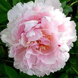 Paeonia lactiflora 'Angel Cheeks'