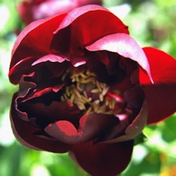 Paeonia lactiflora 'Buckeye Belle'