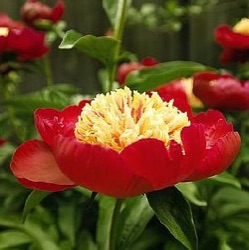 Paeonia lactiflora 'Nippon Beauty'