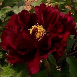 Paeonia suffruticosa 'Mo Run Jue Lun' ('The Best Inkstone')
