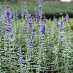 Perovskia atriplicifolia silvery blue ® = 'Lissfern'