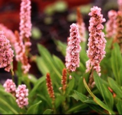 Persicaria affinis 'Donald Lowndes'